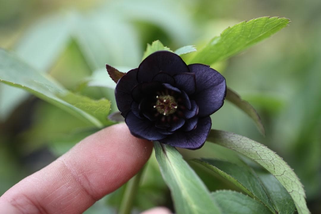 クリスマスローズ 開花株 極小輪八咫烏hyb - メルカリ