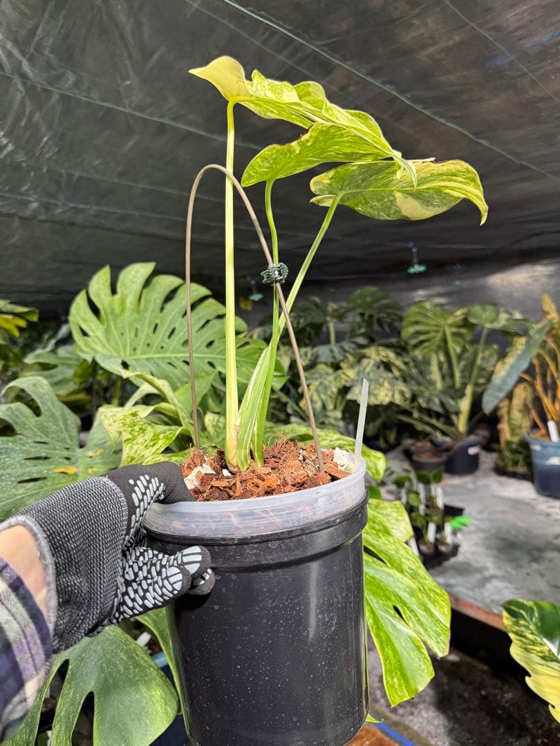 LG2モンステラ レガシー 美斑入り株