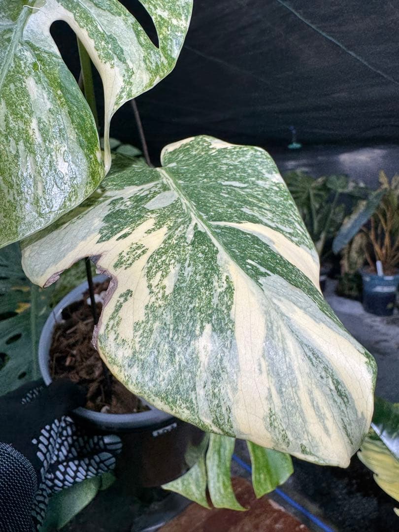 LG2モンステラ レガシー 美斑入り株