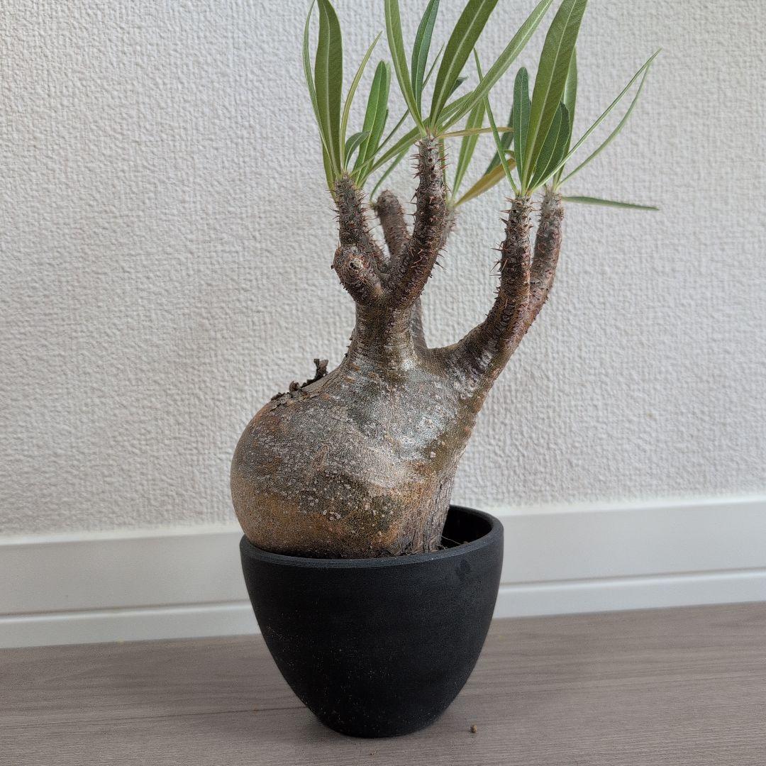 Y/N17様専用 （本日限定）パキポディウム グラキリ - ビカクシダ