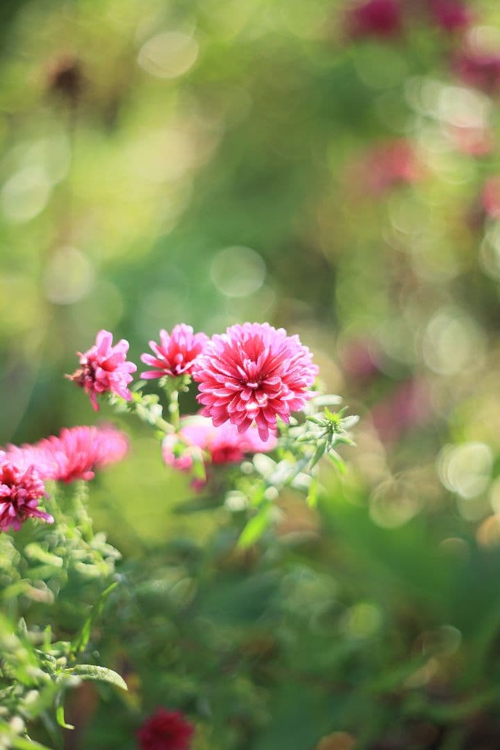 《希少》PENTACON auto 50mm F1.8 前期型 【光学美品】