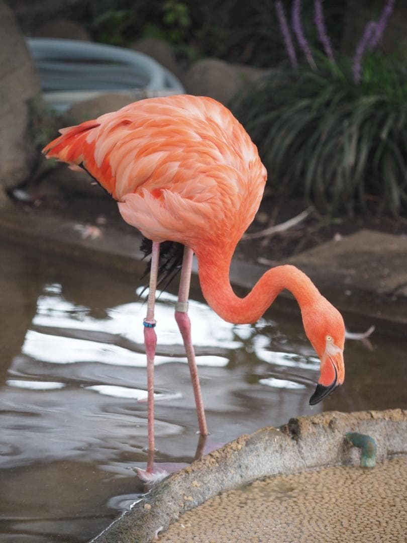 レンズ(ズーム) Olympus ZUIKODIGITAL ED 50-200mmf2.8-3.5