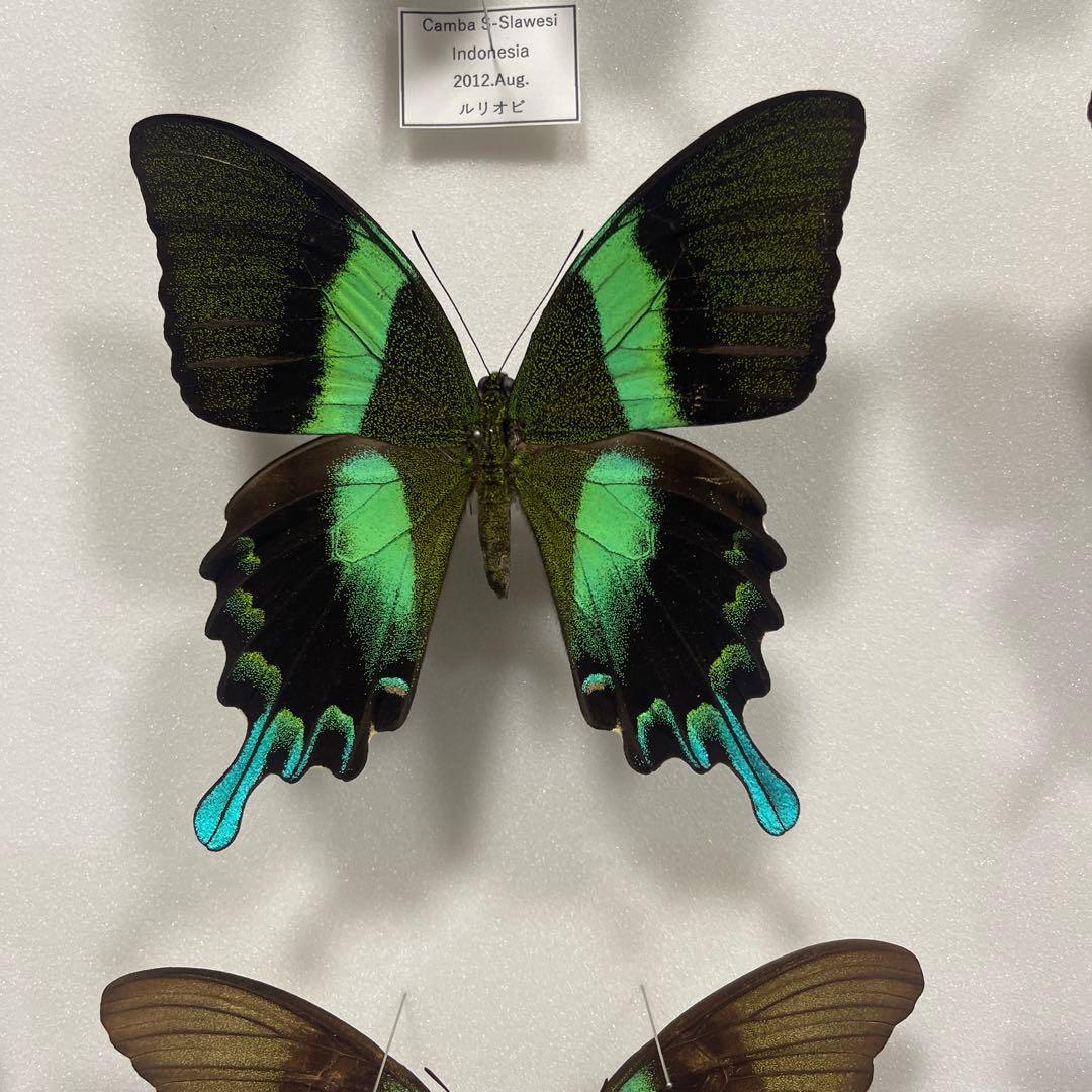 青と黒色のコントラストが美しいアゲハ蝶ドイツ箱入り標本 - メルカリ