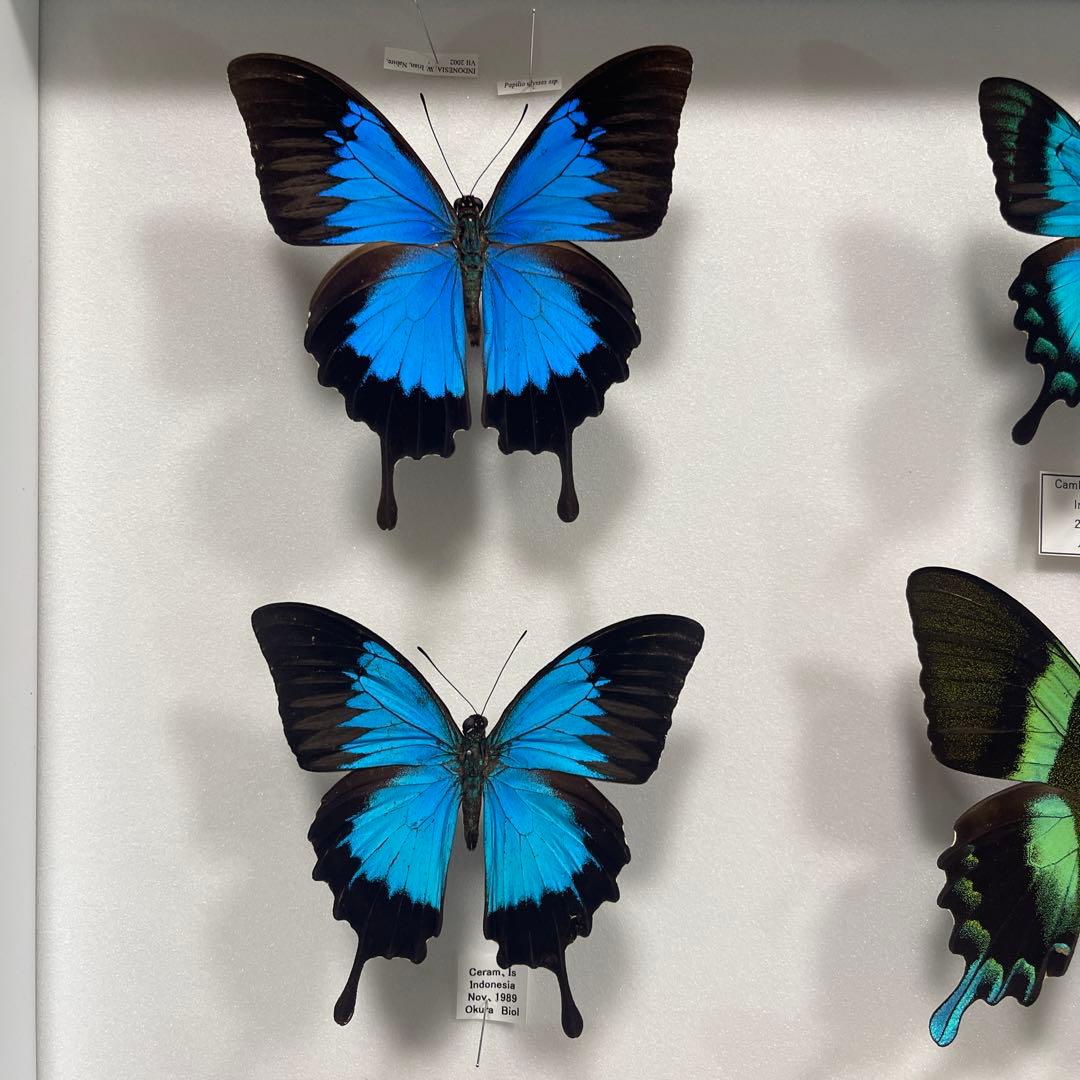 青と黒色のコントラストが美しいアゲハ蝶ドイツ箱入り標本 - メルカリ