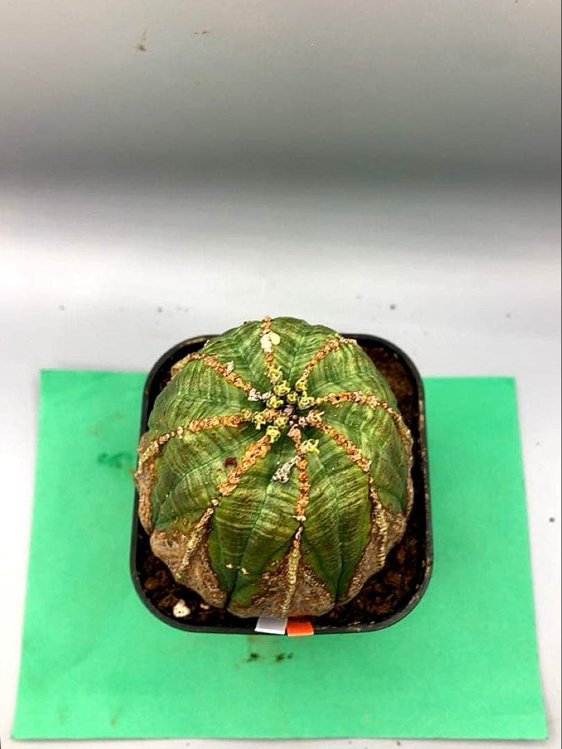 《3号WO》ユーフォルビア　オールドオベサ　雌株