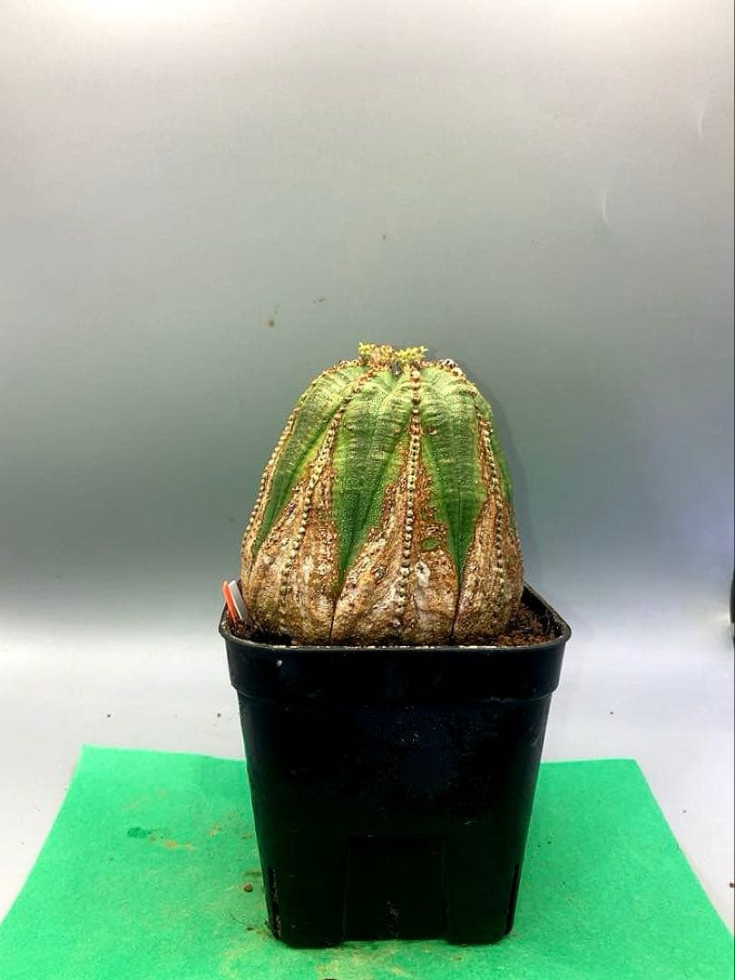 《3号WO》ユーフォルビア　オールドオベサ　雌株