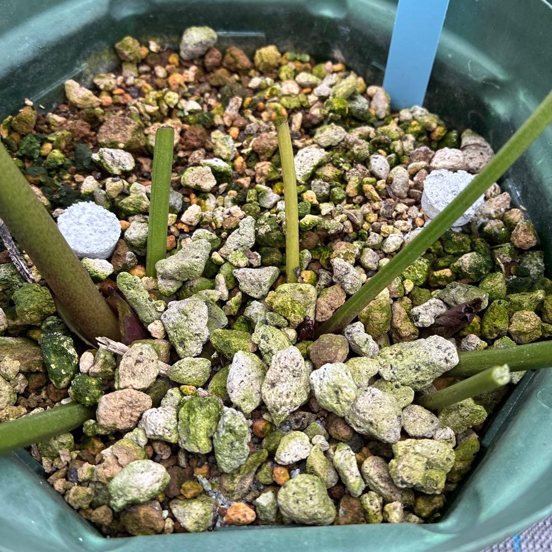 クリスマスローズ 木口交配 実生 スモーキーブルー 6寸 - メルカリ