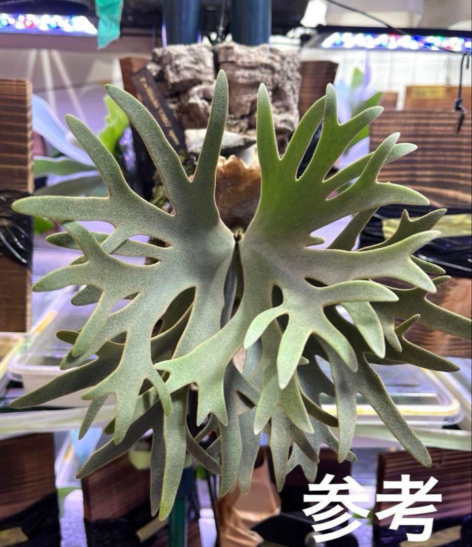 ビカクシダ ウィリンキー OMG 板付 ビカクシダ OMG ウィリンキー