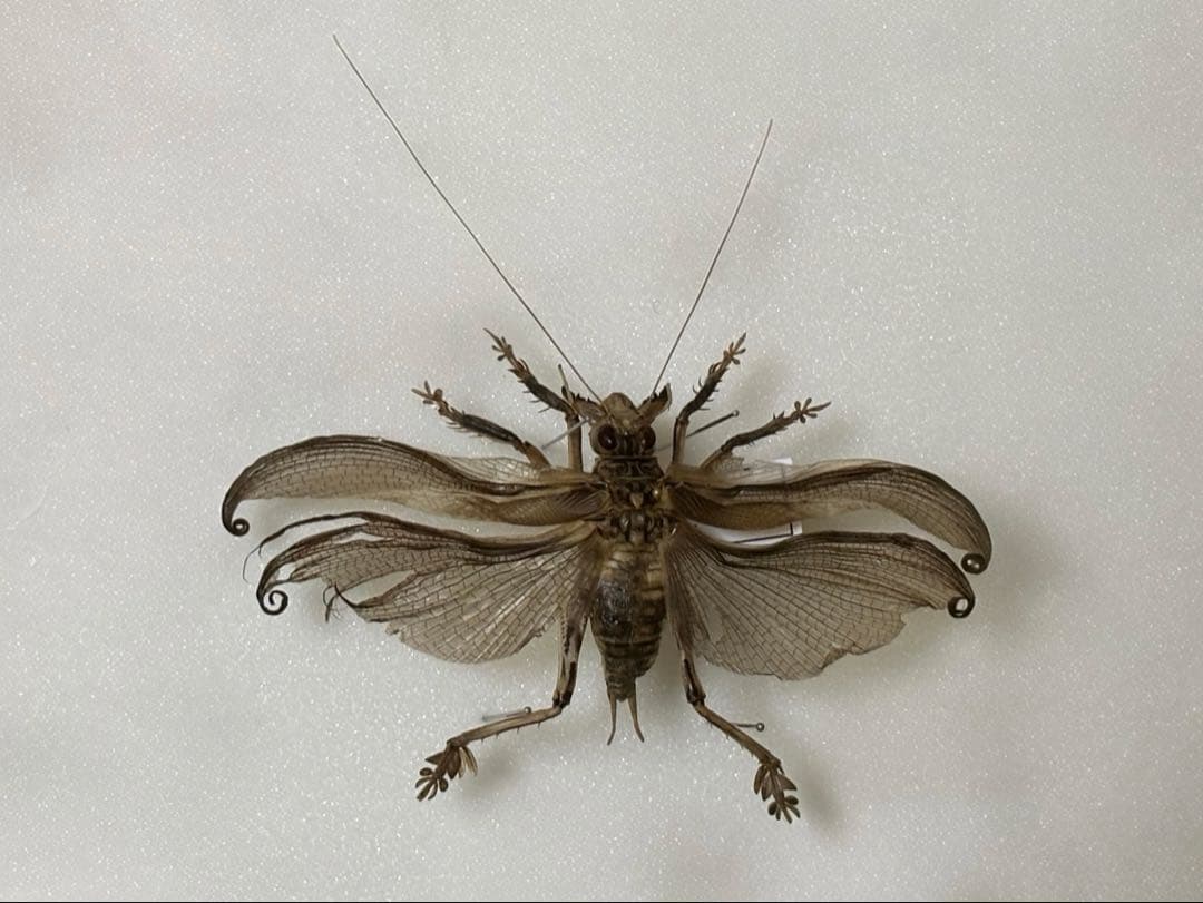 マキバネコロギス　標本 新着標本】 マキバネコロギス Schizodactylidae monstrosus パキスタン