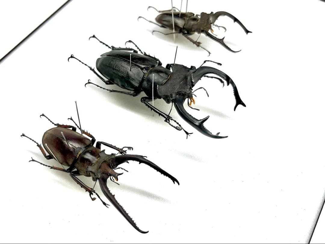 ユダイクス、プラネット、クラーツ ミヤマクワガタ3種 標本の通販はau