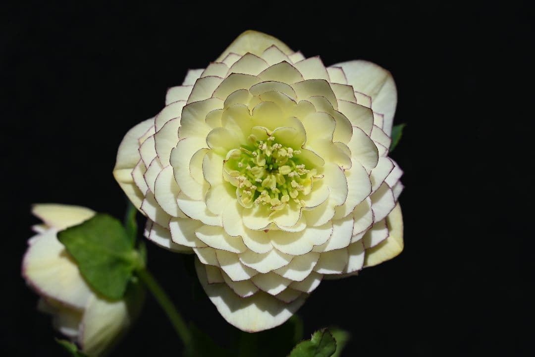 クリスマスローズ 認定！ホワイトアフロディーテ 「メビウス交配！加藤