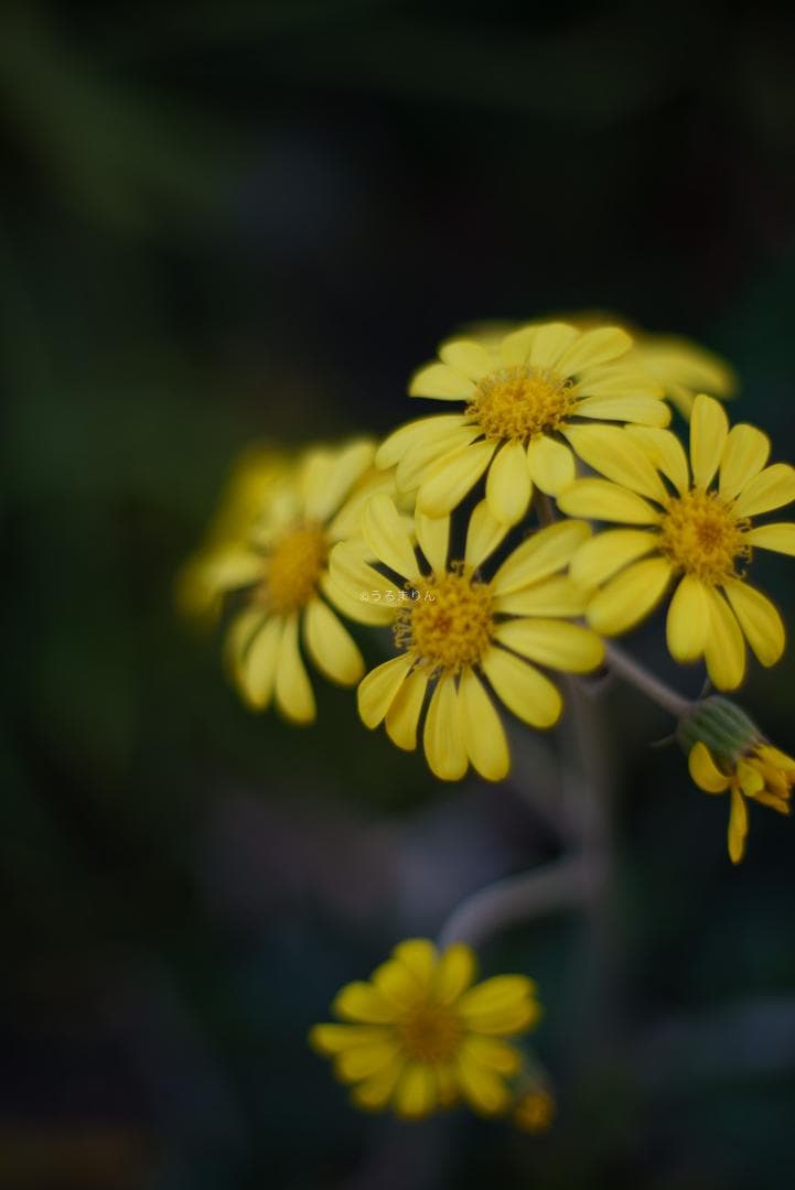 棚卸SALE！黒刻印！標準の帝王 Planar 50mm F1.4 AEJ - メルカリ