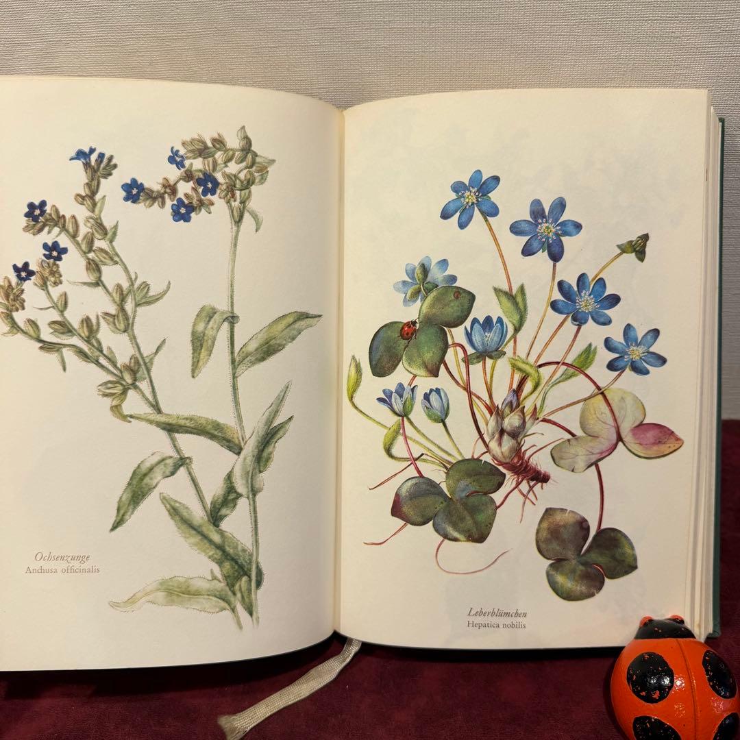 28③1966年ドイツElsa Flesko植物図鑑 植物画 ジャンクジャーナル