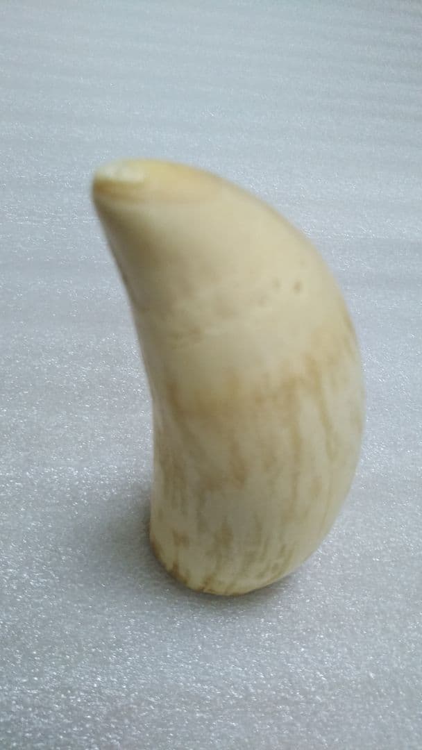 (値下げ)鯨歯　工芸素材　美品オブジェ 数量限定】くじら工芸品 くじらペンダント ／ 工芸品 鯨 歯