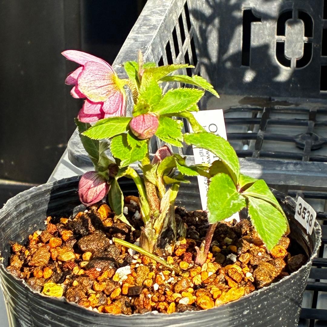 ま*ぎ様 3538☘️蕾花タグ付き☘️⭐️渋み紅ピンク⭐️超小輪⭐️超コンパクト