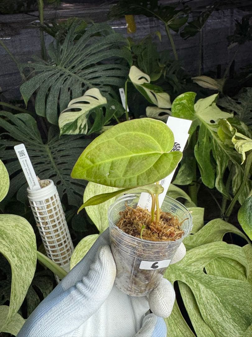 6ベッセアエ × デビリス×ドリームウィーバー×パピリラミナム 'リー