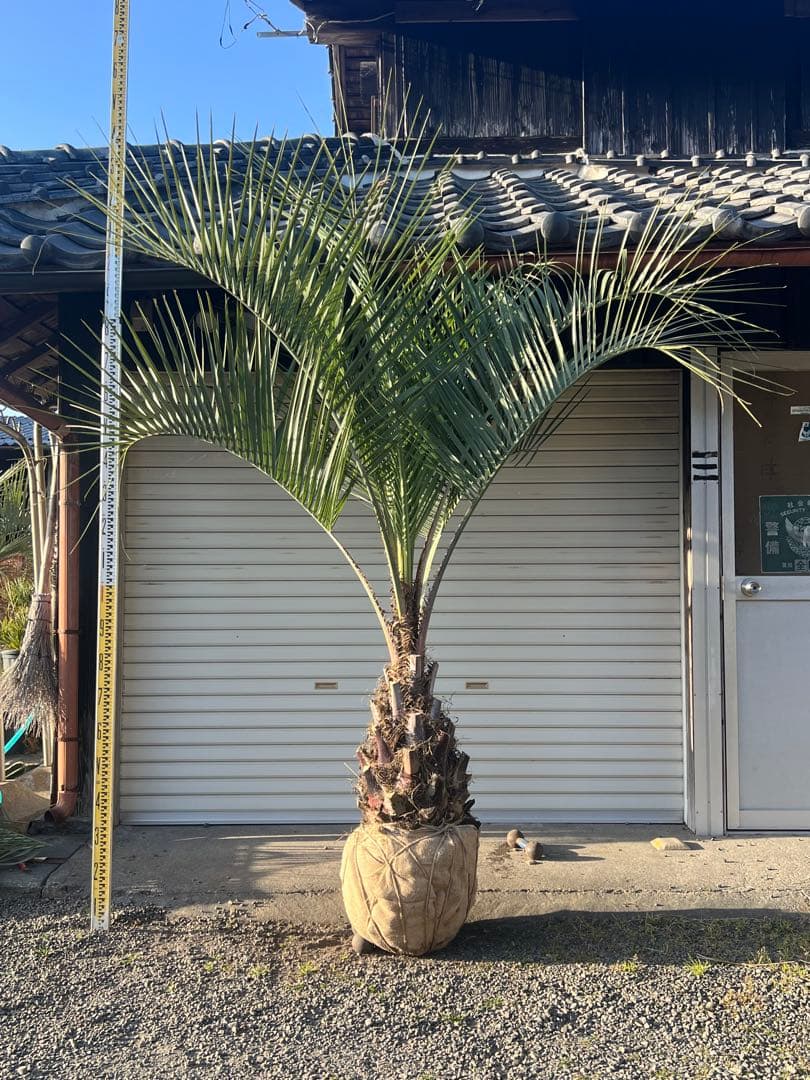 ココスヤシ　超極太株　シルバーリーフ　カルフォルニアスタイル　送料込み価格 ココスヤシ 超極太株 カルフォルニアスタイル 高さ約2メール 送料込み