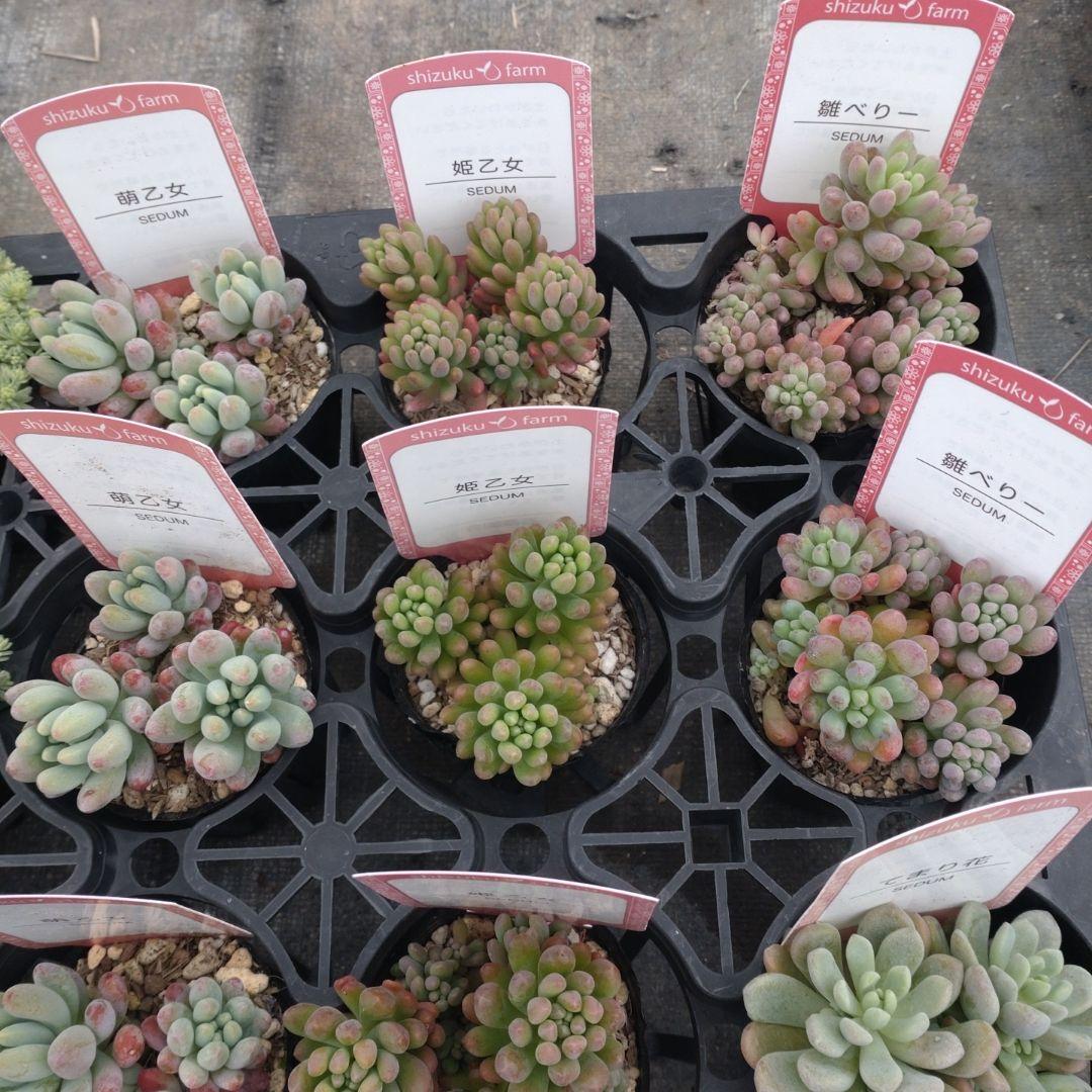 木曜発送19-21時着 でんでꕤ.·*.さん専用