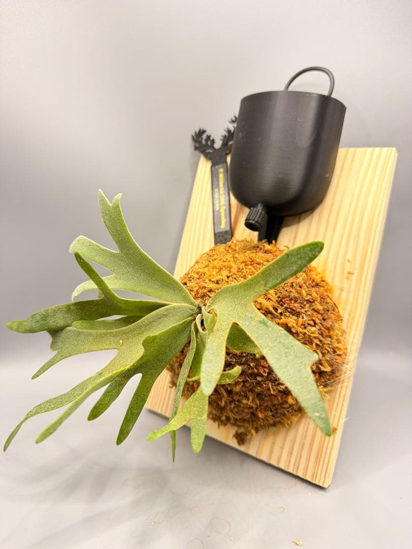 極大サイズ ビカクシダP.willinckii OMG spore - メルカリ