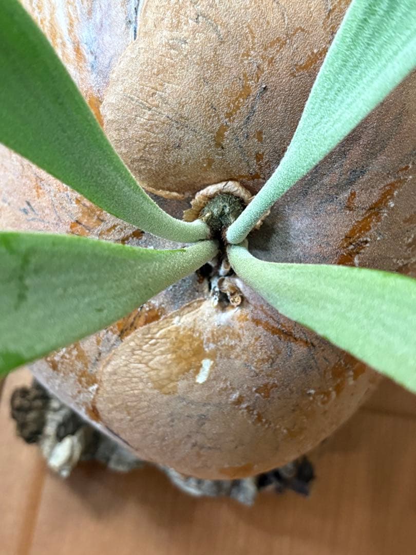 胞子大量！P.Willinckii Dwarf Tatsuta ビカクシダ 親株の通販はau PAY