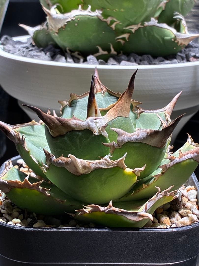 アガベ オテロイ実生 超特選株 オテロイ実生選抜株 - メルカリ