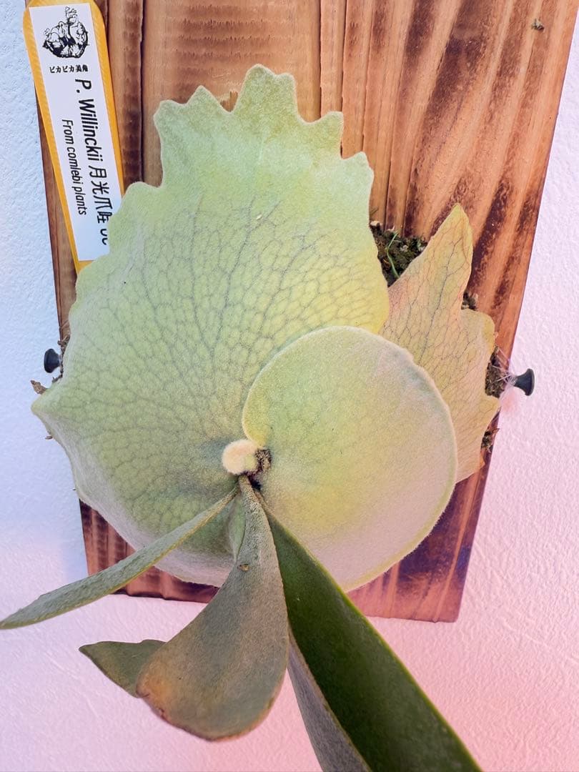 ビカクシダ P.月光爪哇 OC 株分け子株