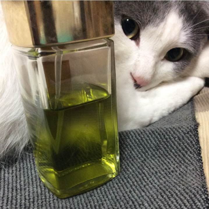 【お取り置き品】シャネル No19  オードトワレ 100ml CHANEL（シャネル） CHANEL No.19 オードトワレ 100ml EDT レディース