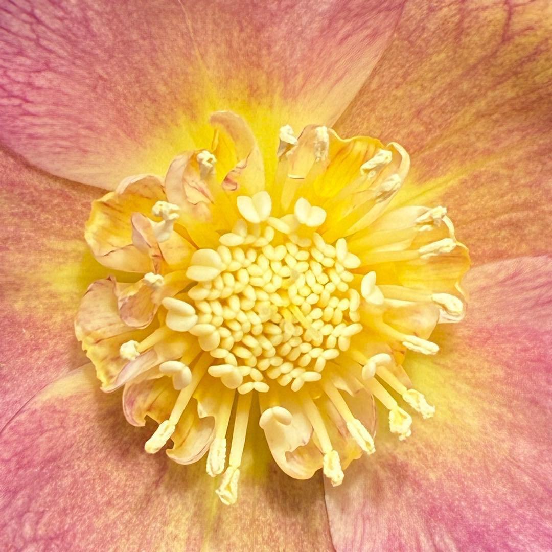 l*a様 558☘️ラスト2☘️蕾花タグ付☘️極上☘️唯一無二☘️⭐️SD⭐️蜃