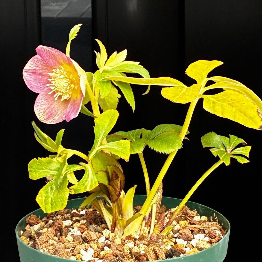 l*a様 558☘️ラスト2☘️蕾花タグ付☘️極上☘️唯一無二☘️⭐️SD⭐️蜃