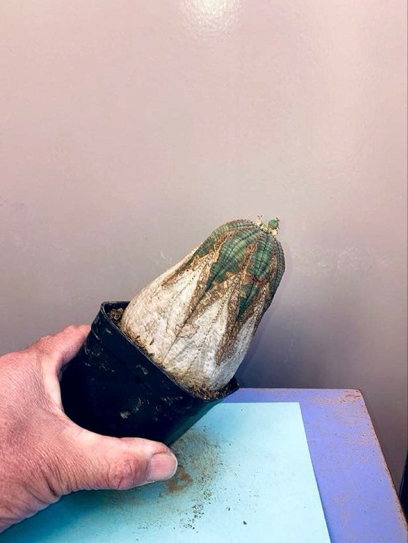 《3号B》ユーフォルビア　オールド　オベサ　雌株