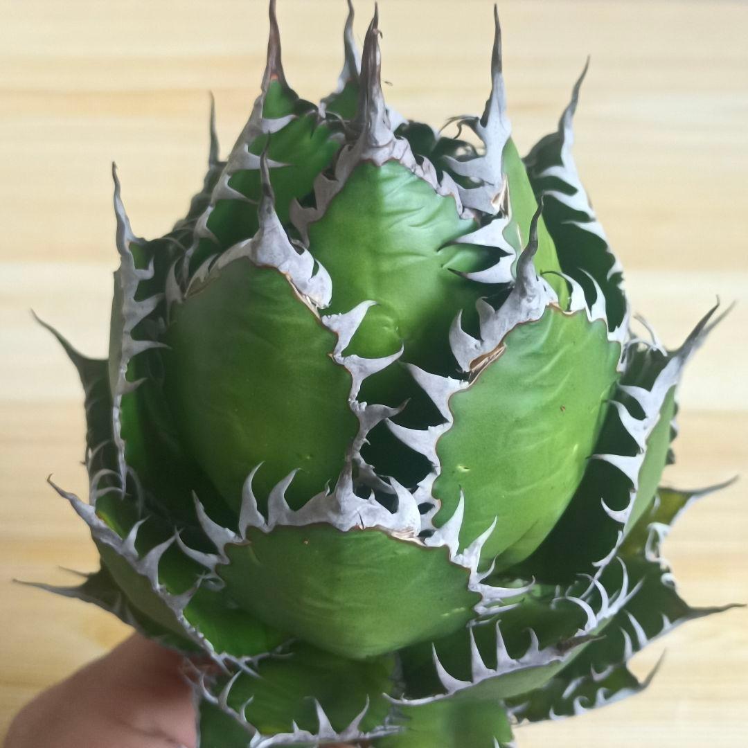 ヴ*ノ様 594 特選 アガベ チタノタ ホリダ 極上鋸歯 陽炎狂棘 極上良型