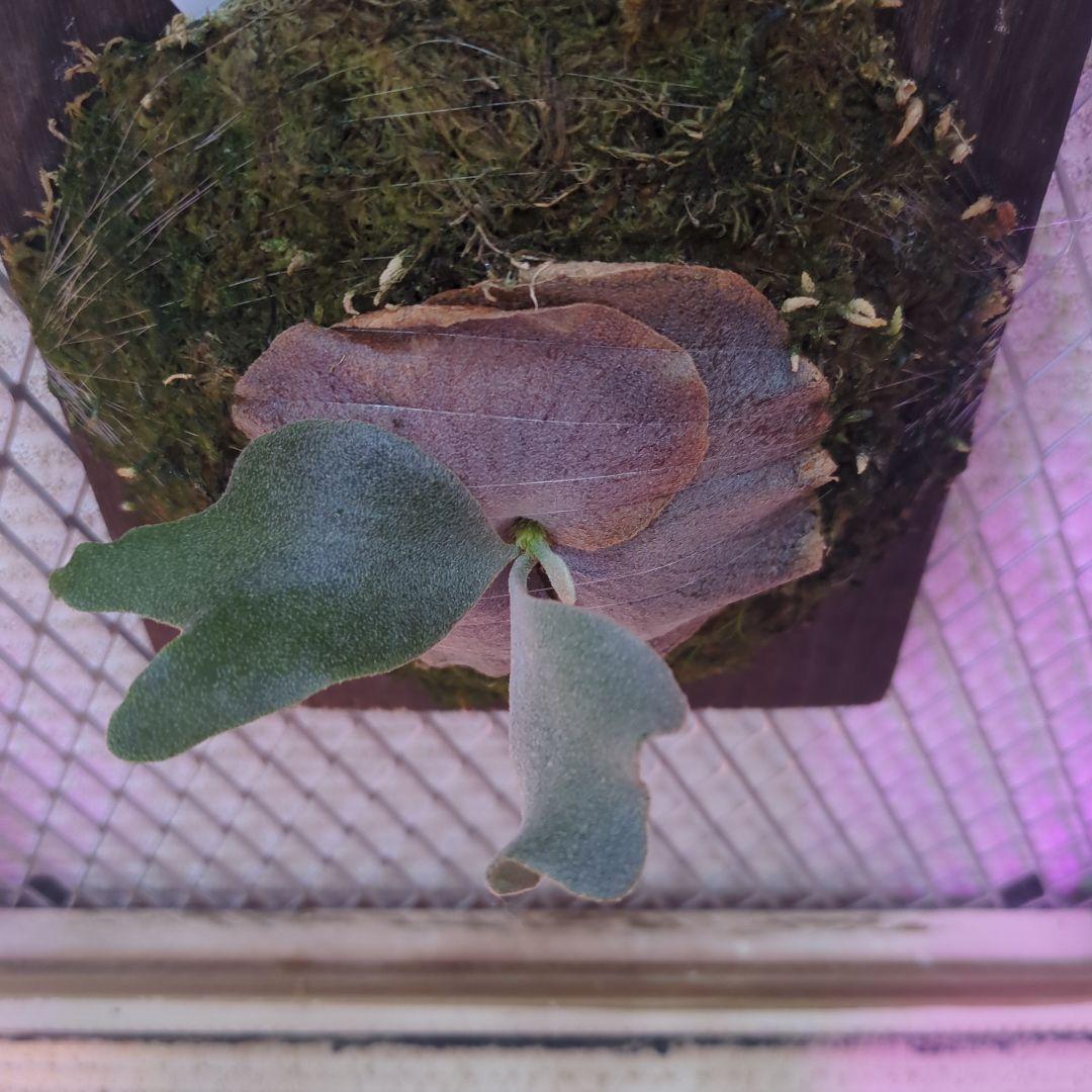 わ*ち様 【期間限定出品】P.FSQ 'FW' oc/ビカクシダ - メルカリ