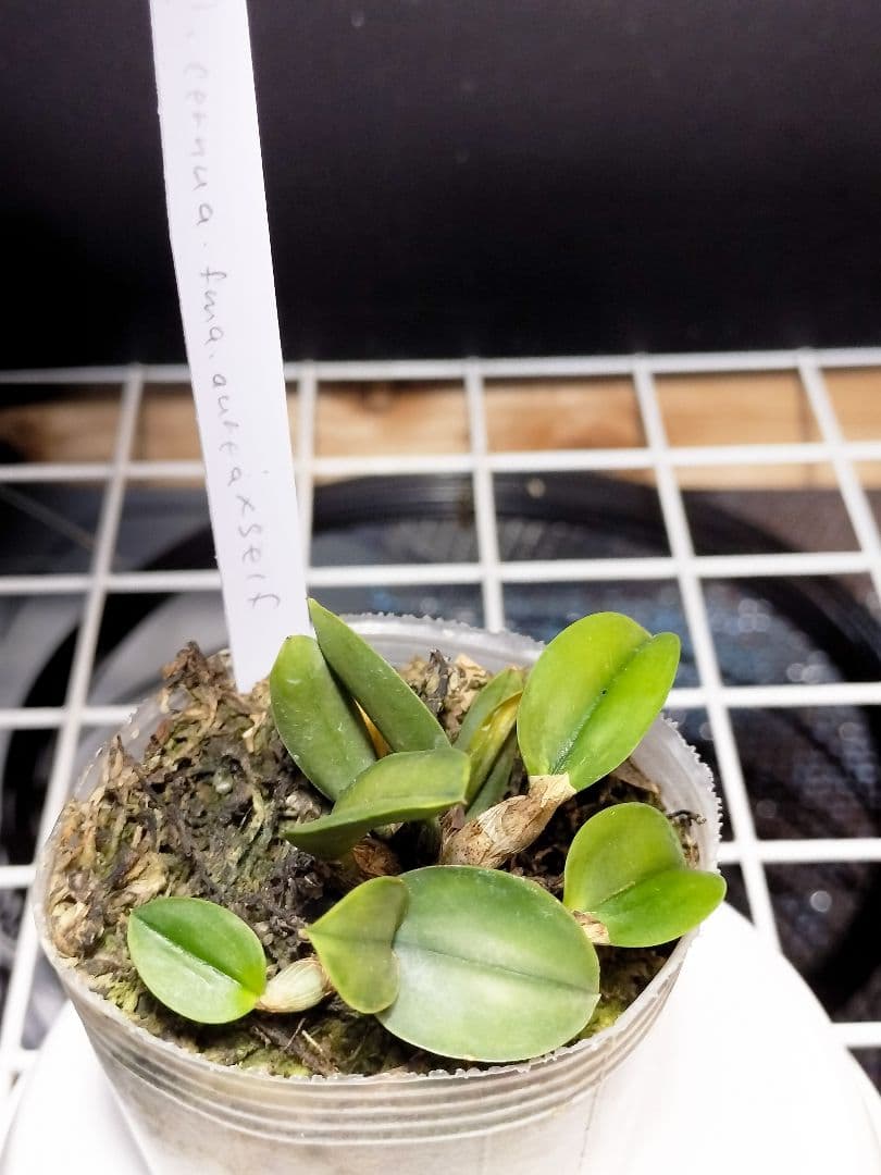 旧ソフロニティス3種類3株セット 洋蘭原種カトレアcoccinea 洋蘭 原種