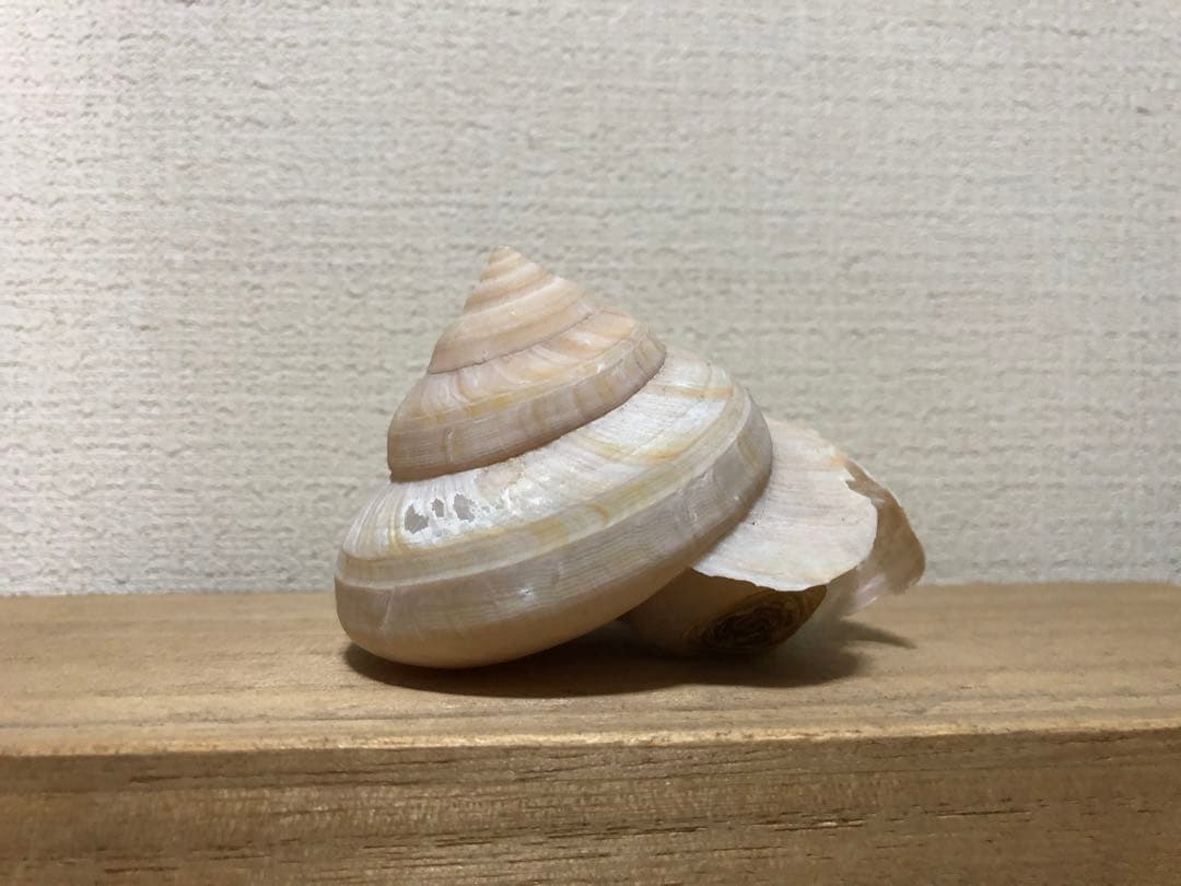 ミナミノオキナエビス ミナミノオキナエビスガイ : 貝殻ストア - 通販 - Yahoo!ショッピング