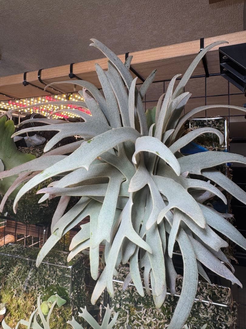 willinckii #1 Mr.kai ビカクシダ ① - メルカリ