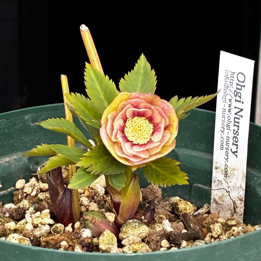 m*t様 3475☘️ラスト2☘️蕾タグ付☘️超希少☘️⭐️ノスタルジア⭐️超小