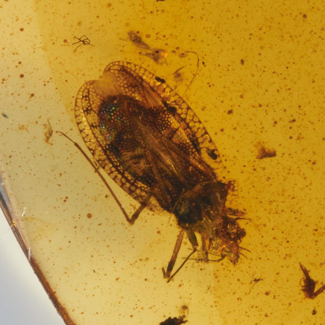 レア極上品 PA0020虫入り琥珀化石 ミャンマーカムティかタナイ9900万年