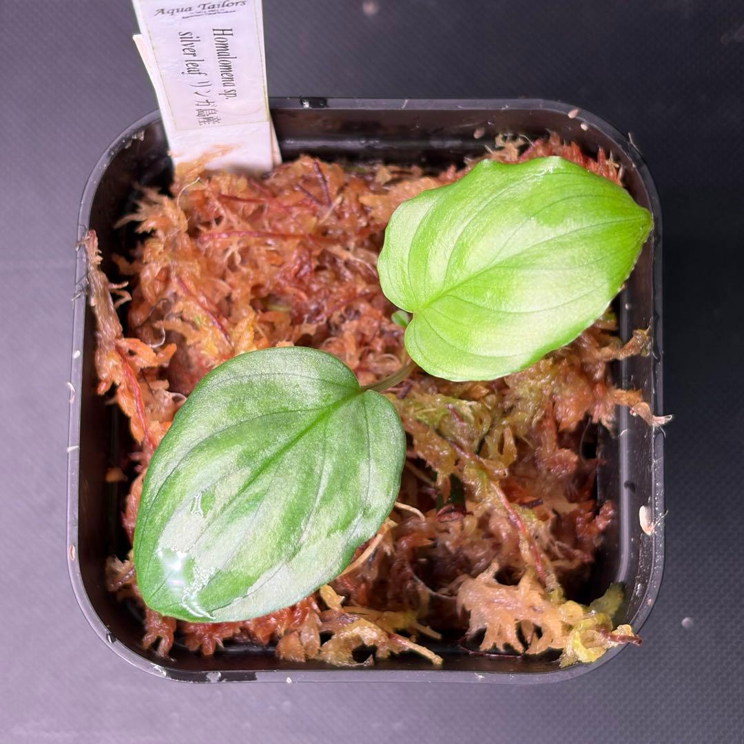 ゴ*ー様 Homalomena sp. silver leaf リンガ島産 タグ - メルカリ