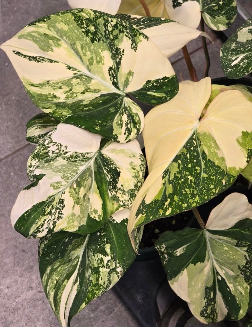 フィロデンドロン グロリオーサム トリカラー A01【モンステラ 斑入り】 m27402661501_1.jpg?1751195002