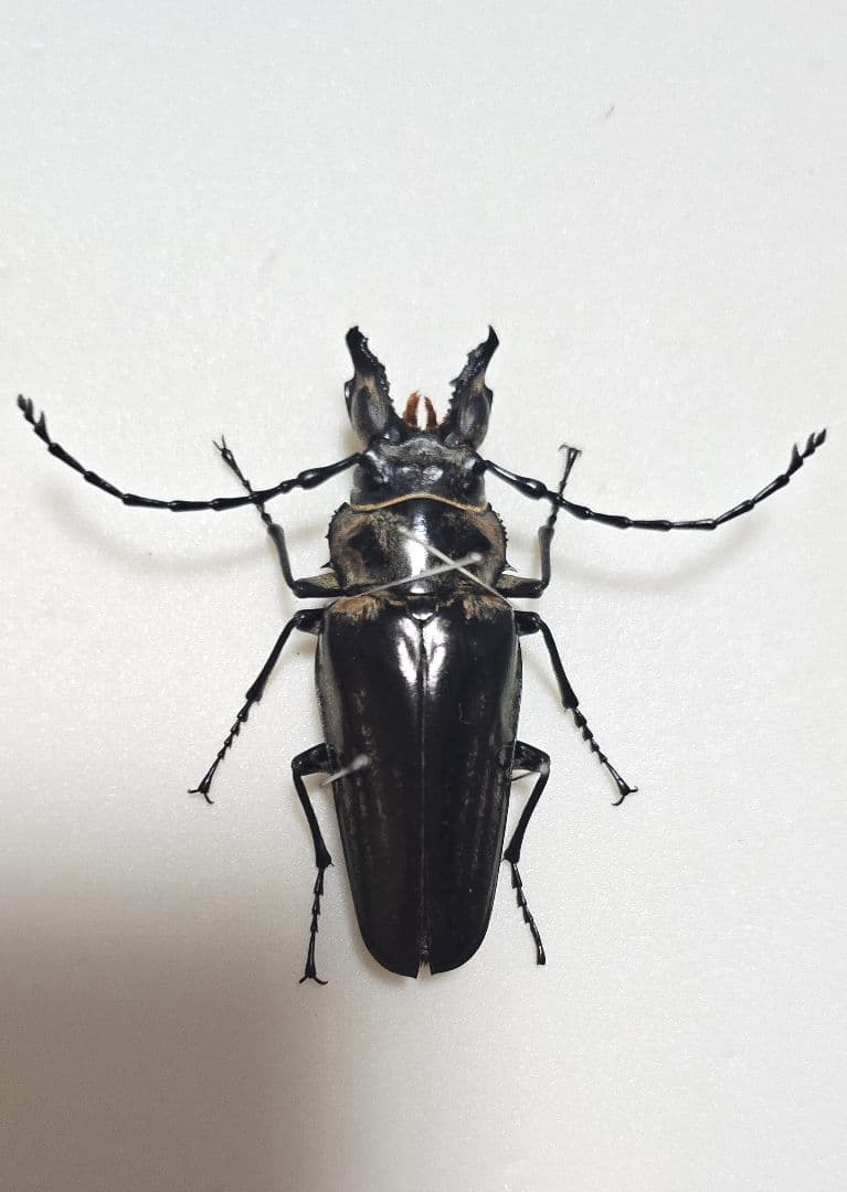 b*a様 緑色の昆虫標本 約50匹 ヤマトタマムシ 装飾 標本の通販はau PAY