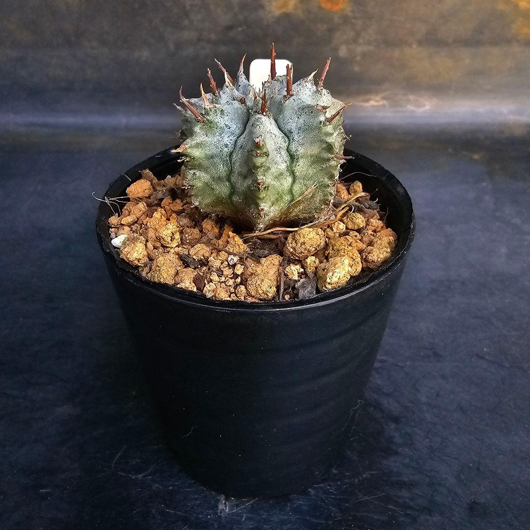 メルカリ便発送&ロウルサンコさんラベル付き☆ユーフォルビア ホリダ