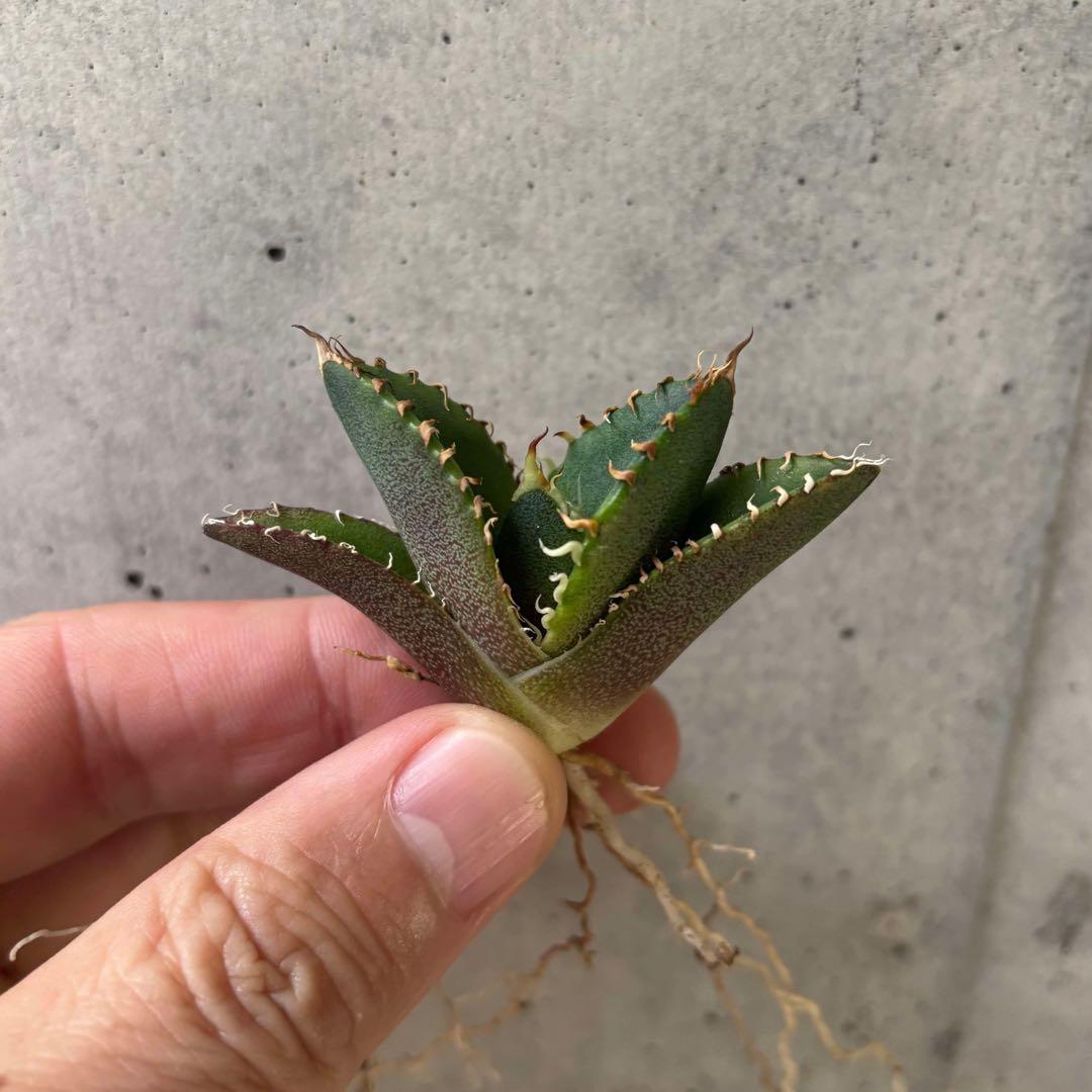 数量限定】アガベ オテロイ 種子 姫厳竜×黒火焔 30粒