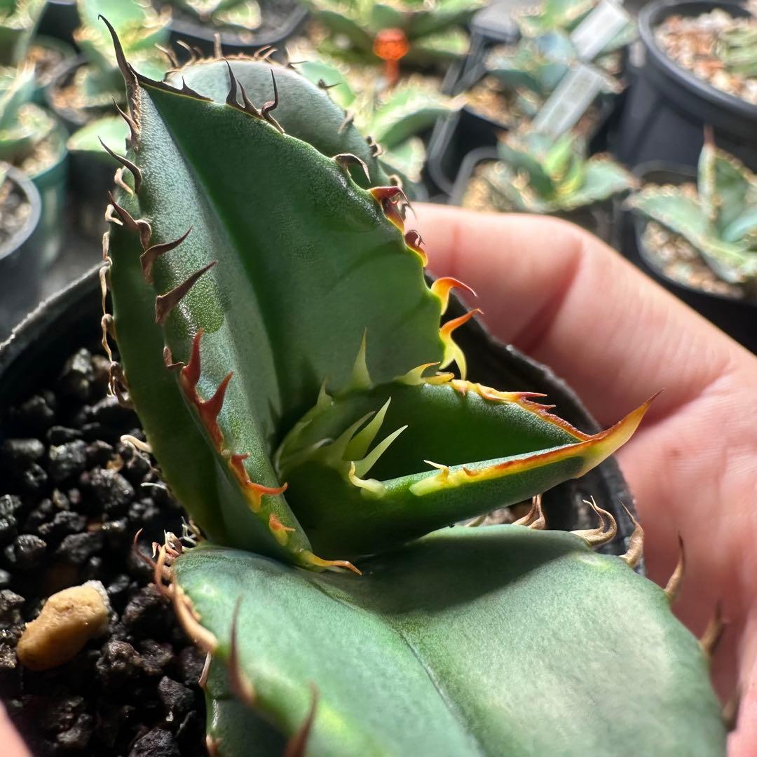 アガベ オテロイ実生 鋸歯独特系 - メルカリ