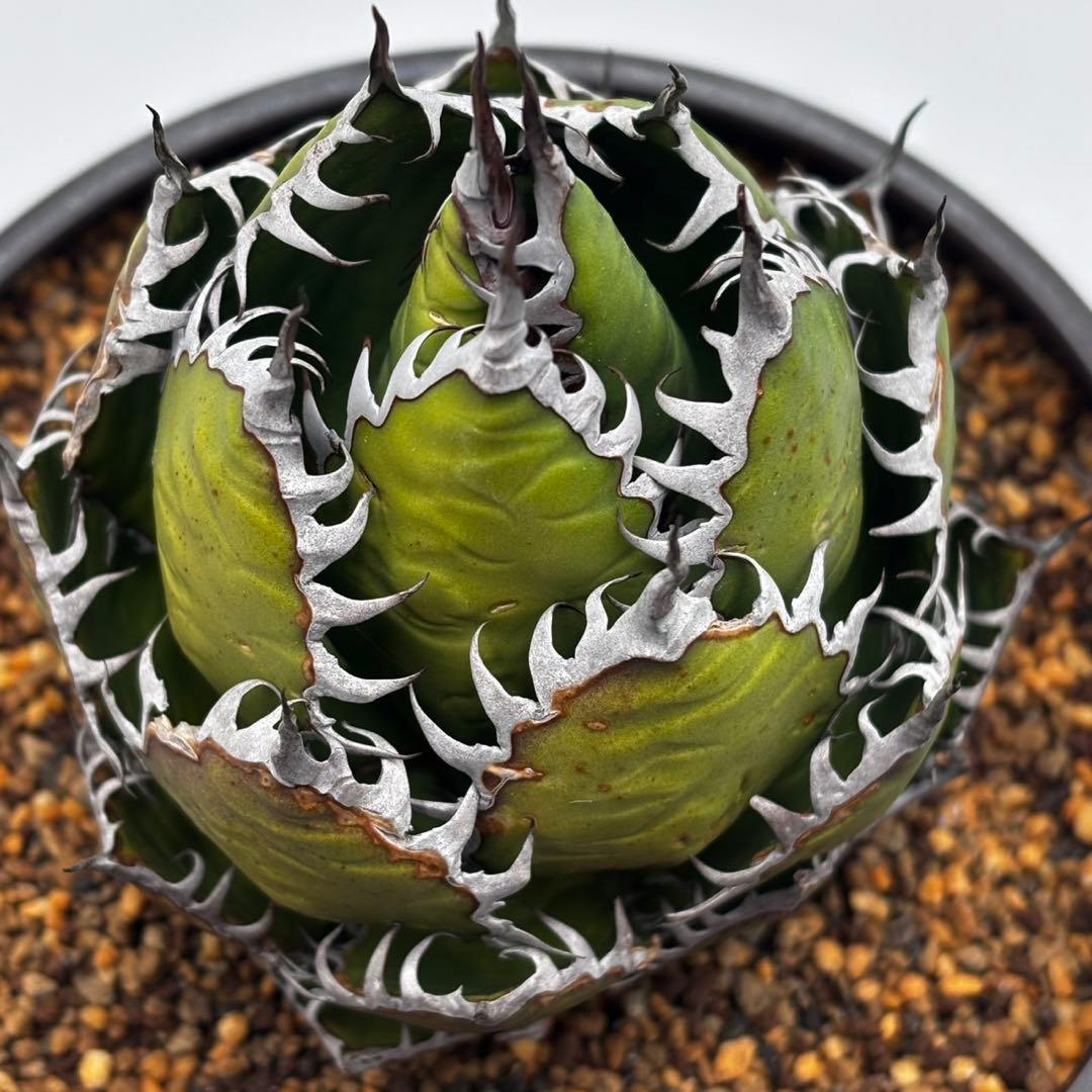 鳥*郎様 【龍門アガベ　ホリダ “horrida” 】極上強棘/狂刺/激レア/水