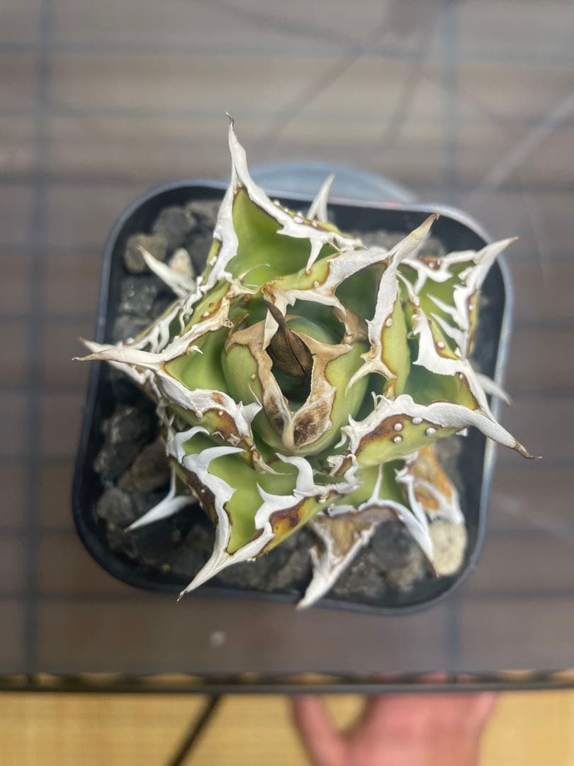 アガベ チタノタ 子株 ヨーロッパブツブツ 発根済み