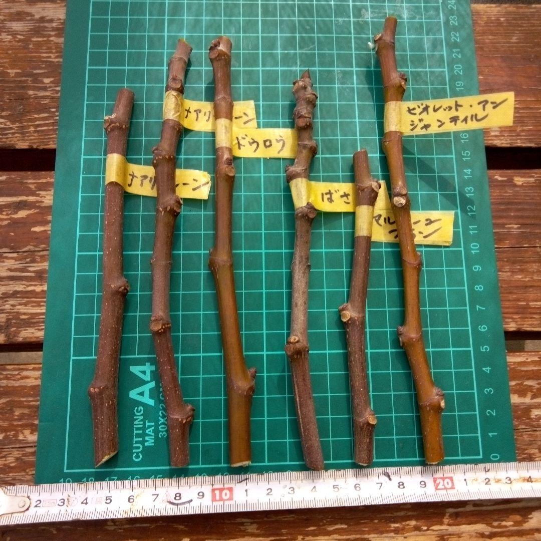 イチジク穂木 9本セット ミニマム様専用 - メルカリ