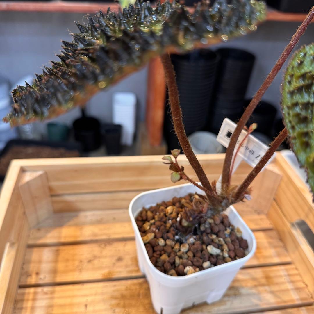 21 ベゴニア フェロックス 激レア トゲトゲ 希少植物 - メルカリ