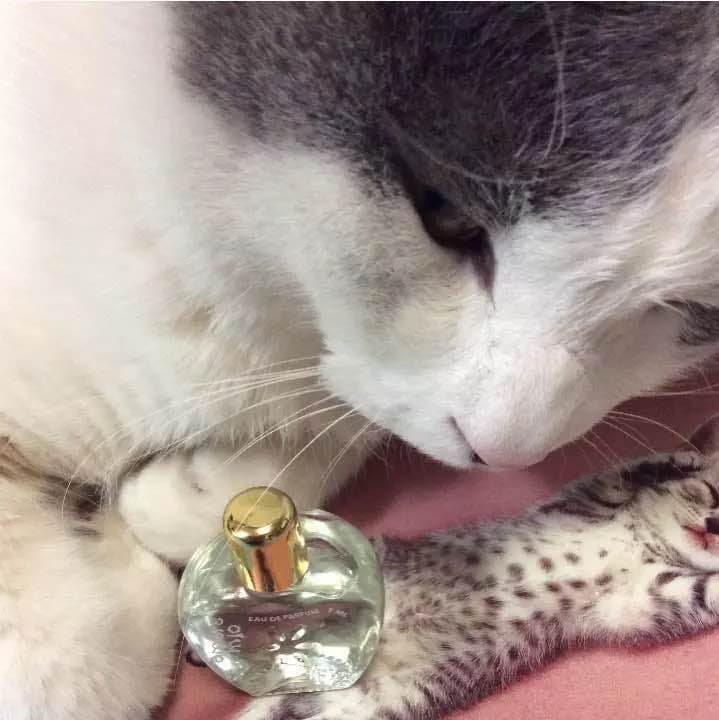 【お取り置き品】アモーレ ミオ 7ml ACME Furniture（アクメファニチャー） タンブラー 「HASAMI PORCELAIN