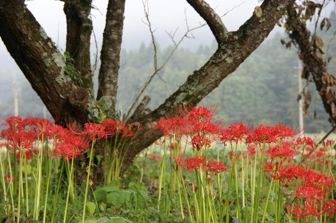 CANON キヤノン EF 28-135mm F3.5-5.6 IS USM
