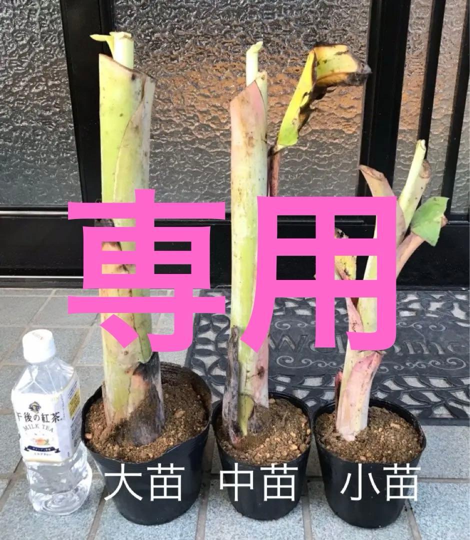 ローラダボー(フランス)挿木2年生苗